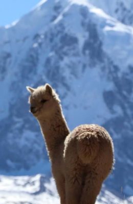 ausangate llama